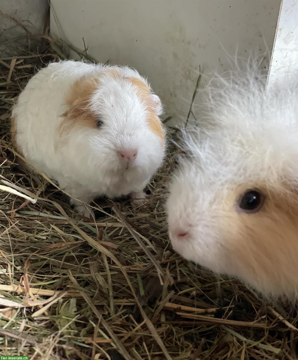 2 ältere CH Teddy Kurzhaar Meerschweinchen weiblich Mädels