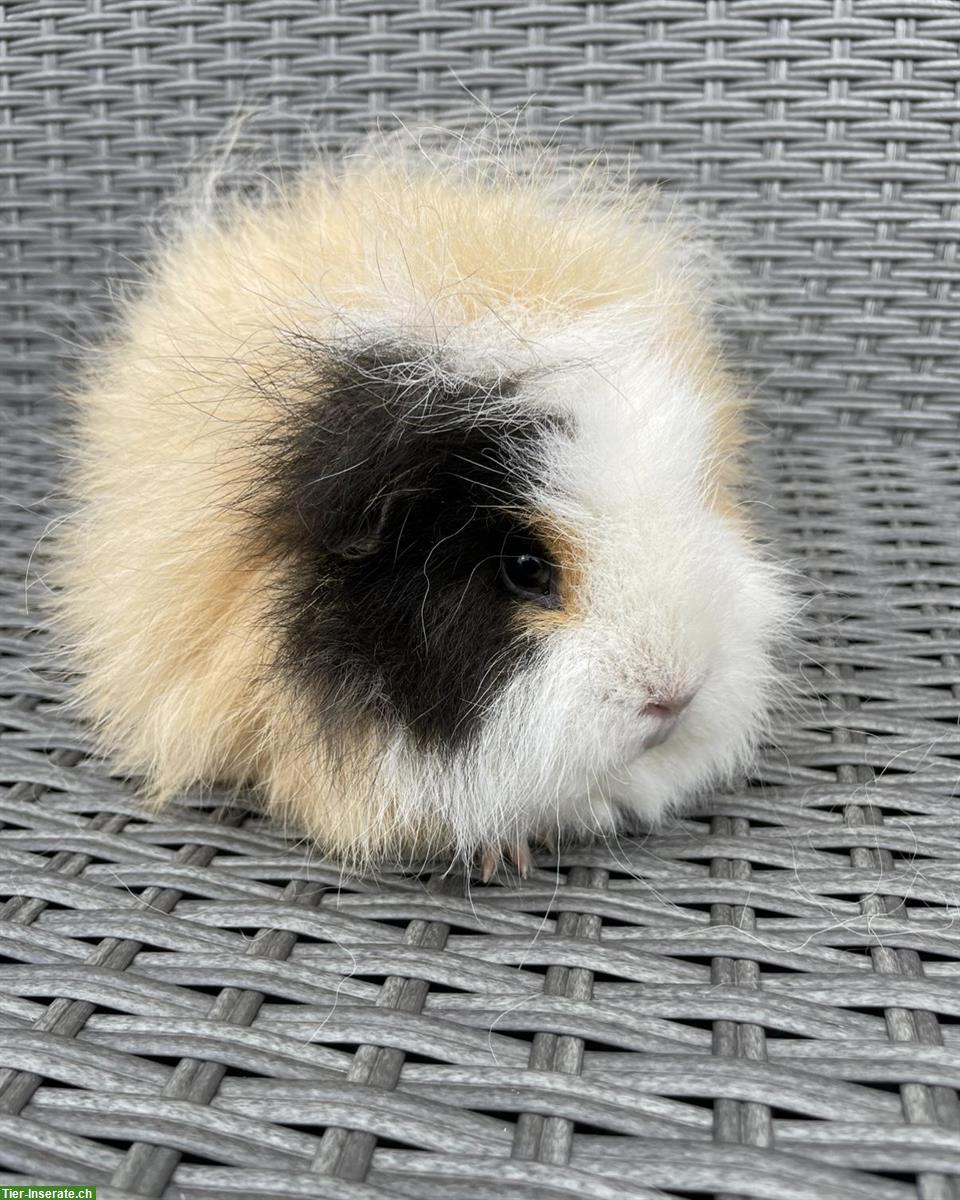 Bild 2: 2 ältere CH Teddy Kurzhaar Meerschweinchen weiblich Mädels