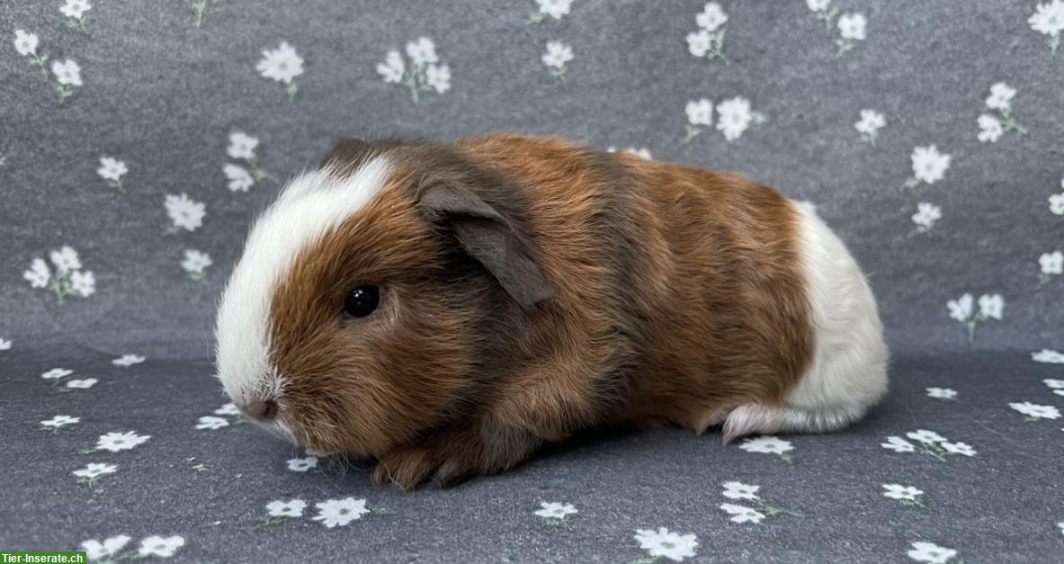 Bild 3: 2 ältere CH Teddy Kurzhaar Meerschweinchen weiblich Mädels