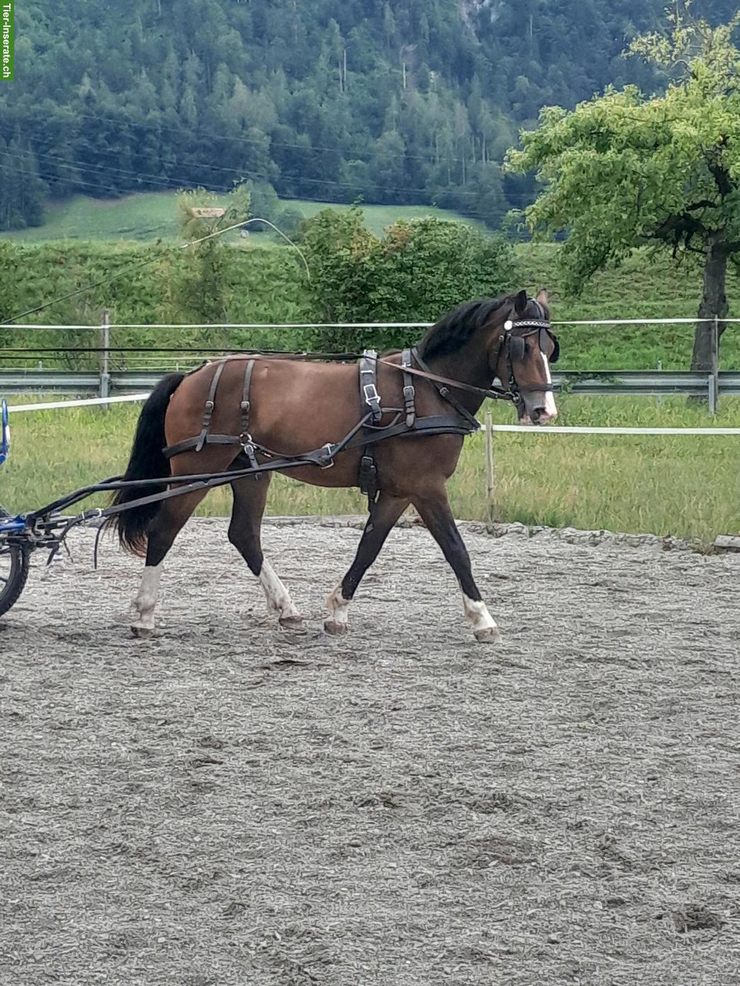 Bild 3: Freiberger Pferde zu verkaufen