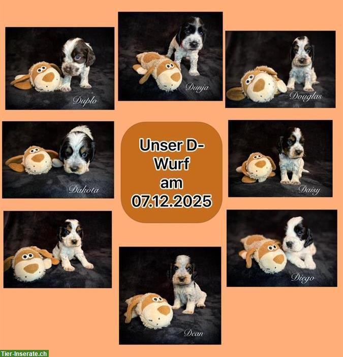 English Cocker Spaniel Welpen mit Ahnentafel