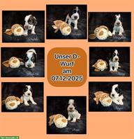 English Cocker Spaniel Welpen mit Ahnentafel