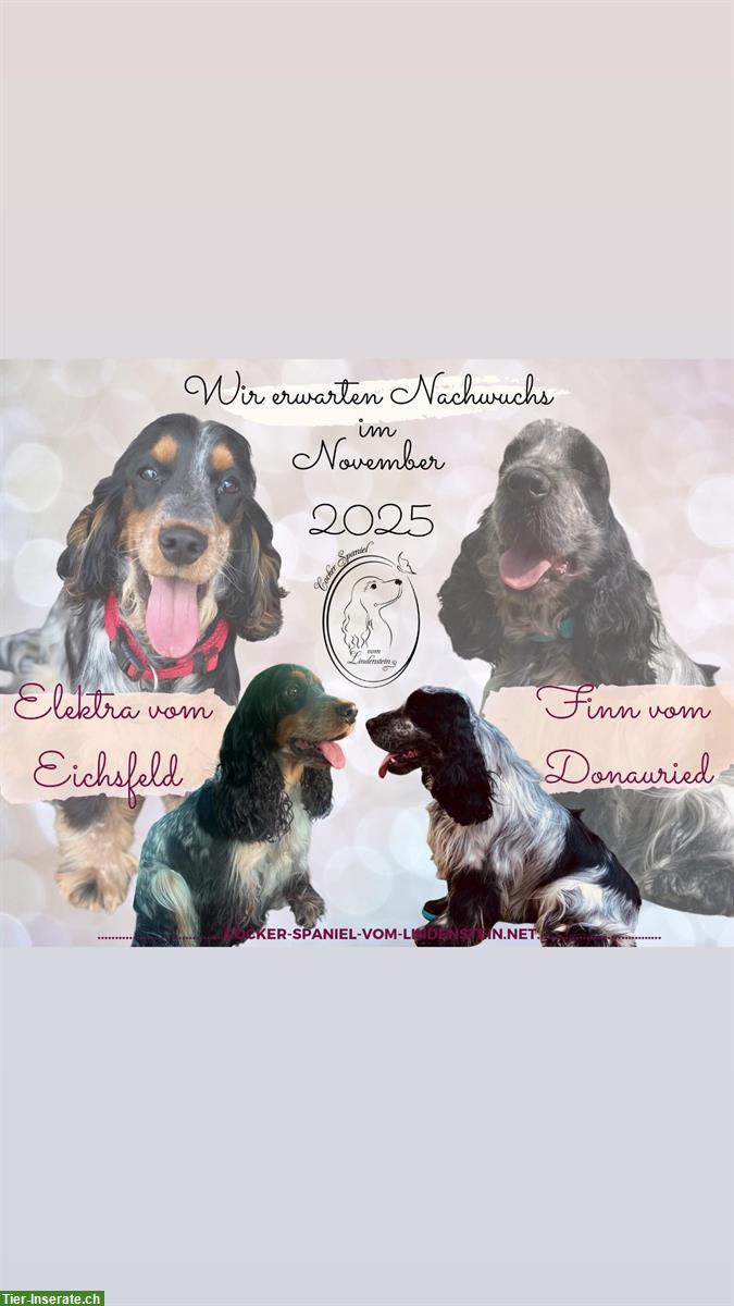 Bild 10: English Cocker Spaniel Welpen mit Ahnentafel