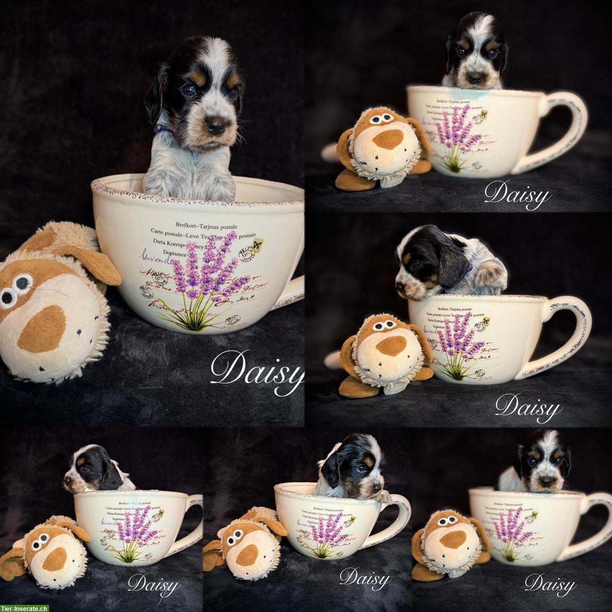 Bild 2: English Cocker Spaniel Welpen mit Ahnentafel