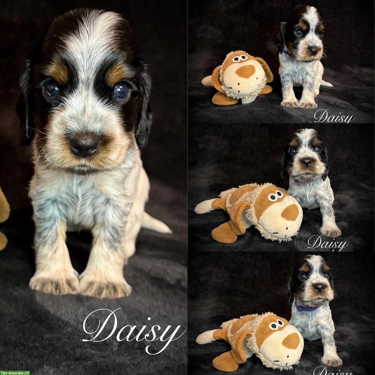 Bild 3: English Cocker Spaniel Welpen mit Ahnentafel