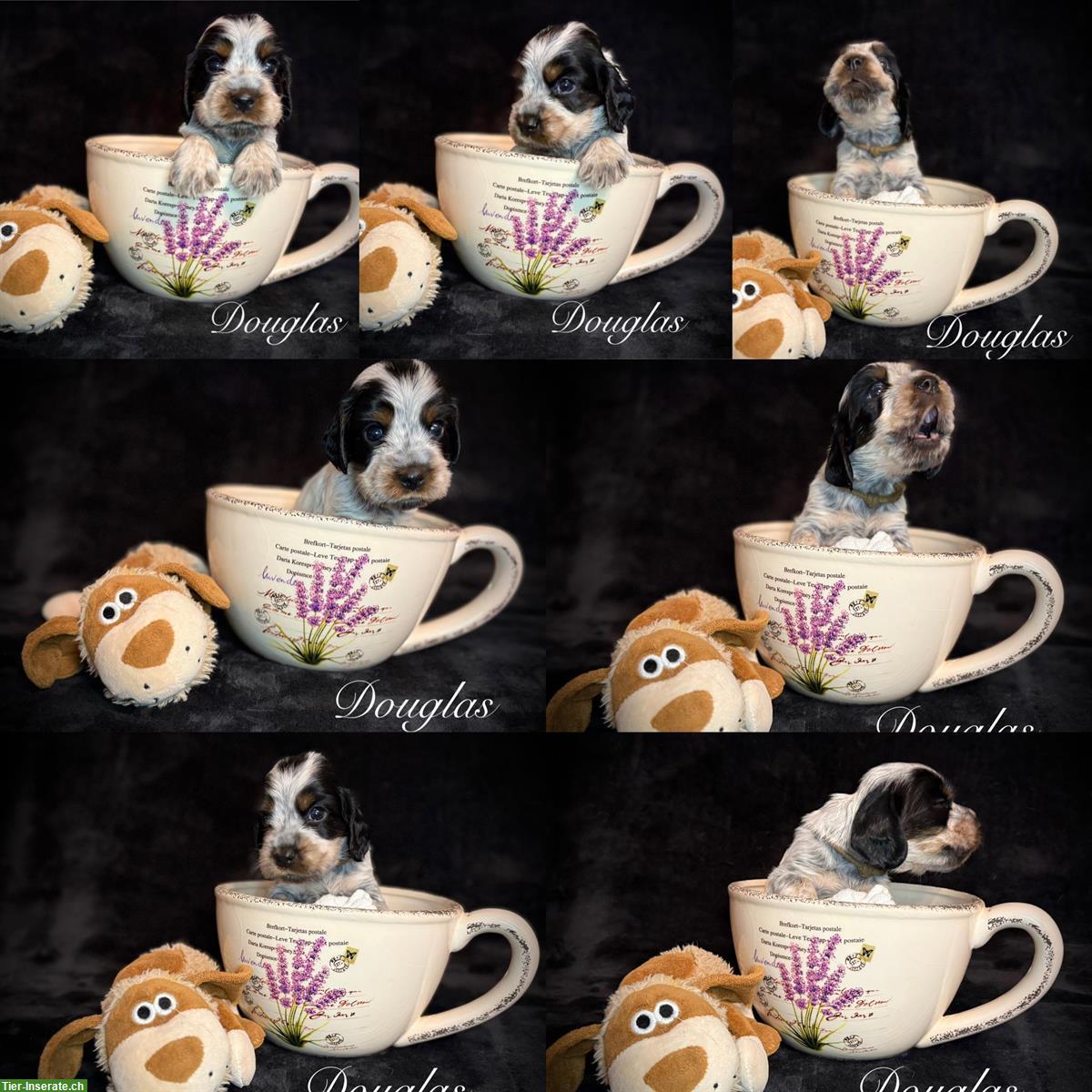 Bild 4: English Cocker Spaniel Welpen mit Ahnentafel