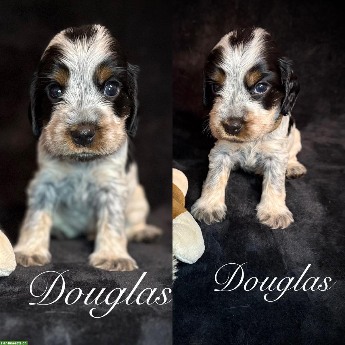 Bild 5: English Cocker Spaniel Welpen mit Ahnentafel