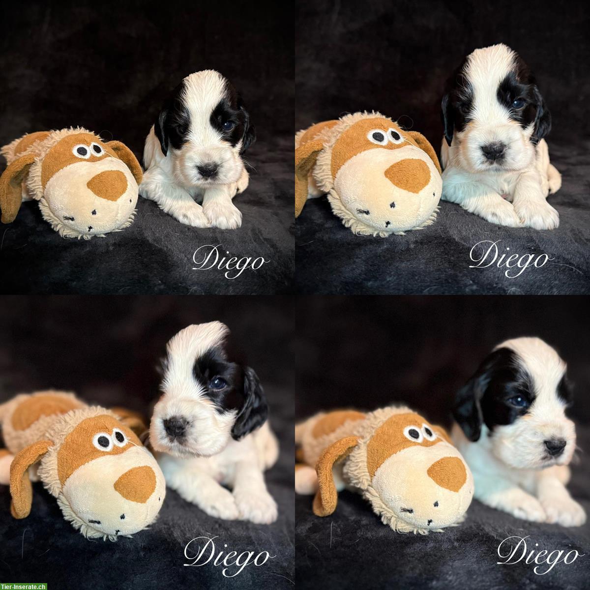 Bild 6: English Cocker Spaniel Welpen mit Ahnentafel