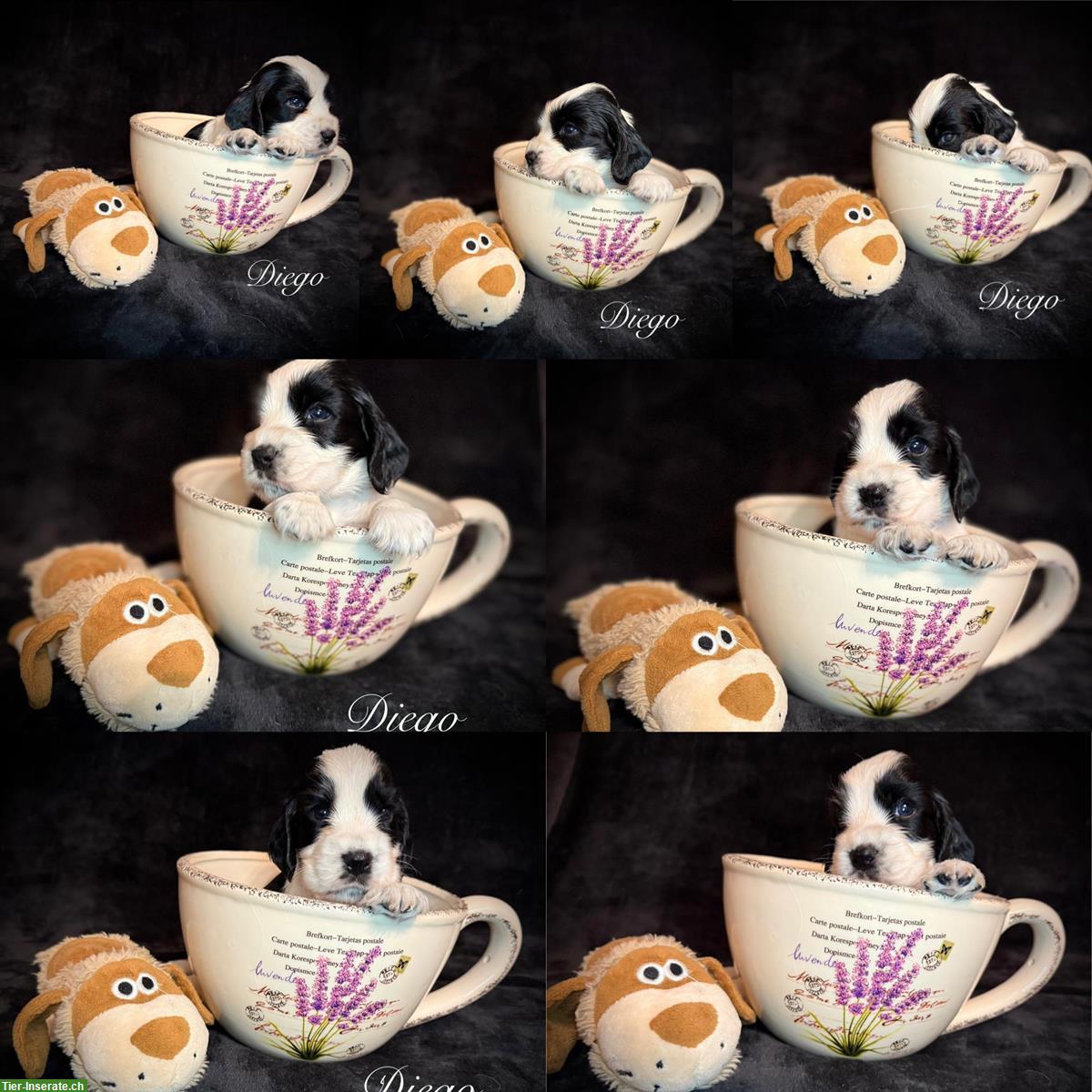 Bild 7: English Cocker Spaniel Welpen mit Ahnentafel