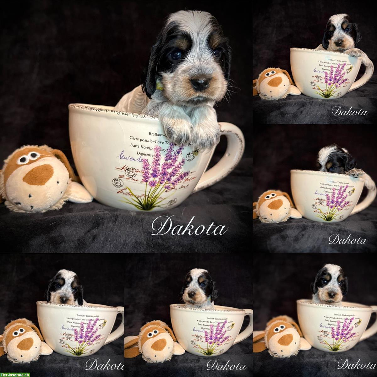 Bild 8: English Cocker Spaniel Welpen mit Ahnentafel