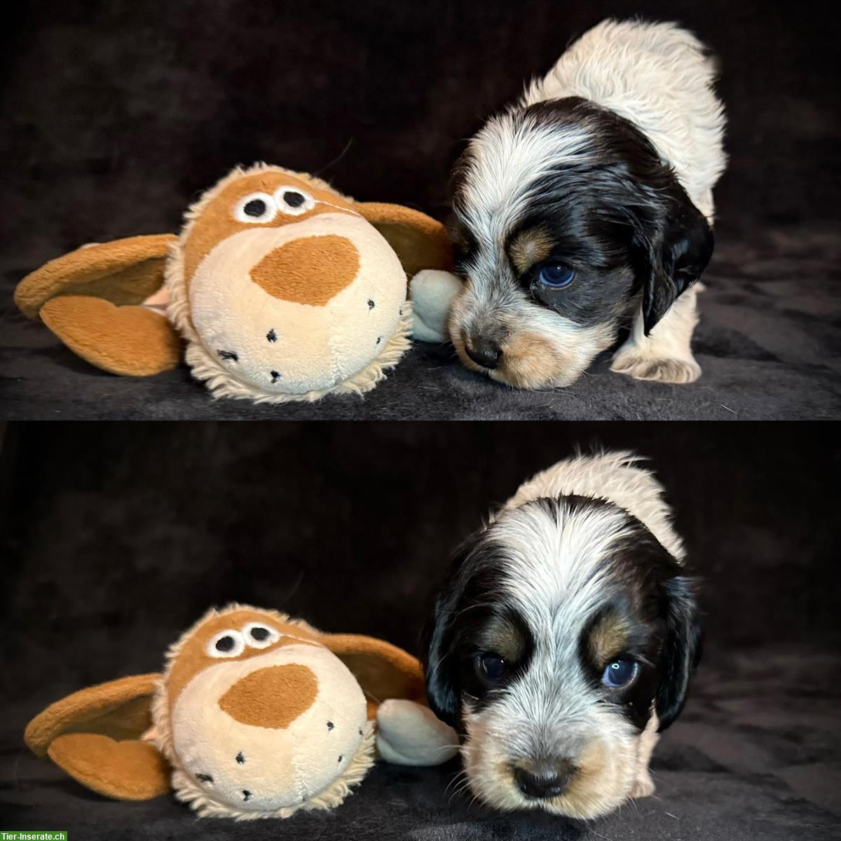 Bild 9: English Cocker Spaniel Welpen mit Ahnentafel