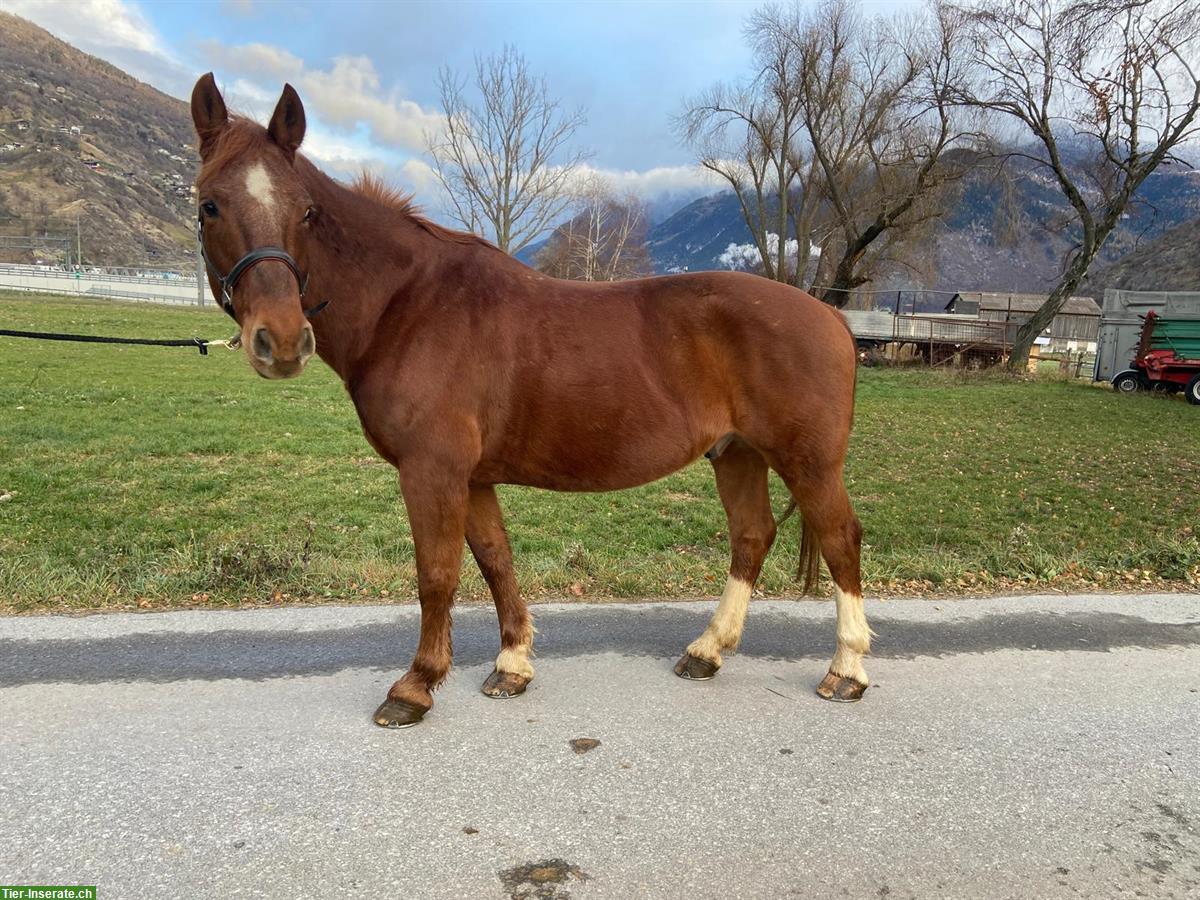 Braver, robuster Freiberger Wallach, 15-jährig