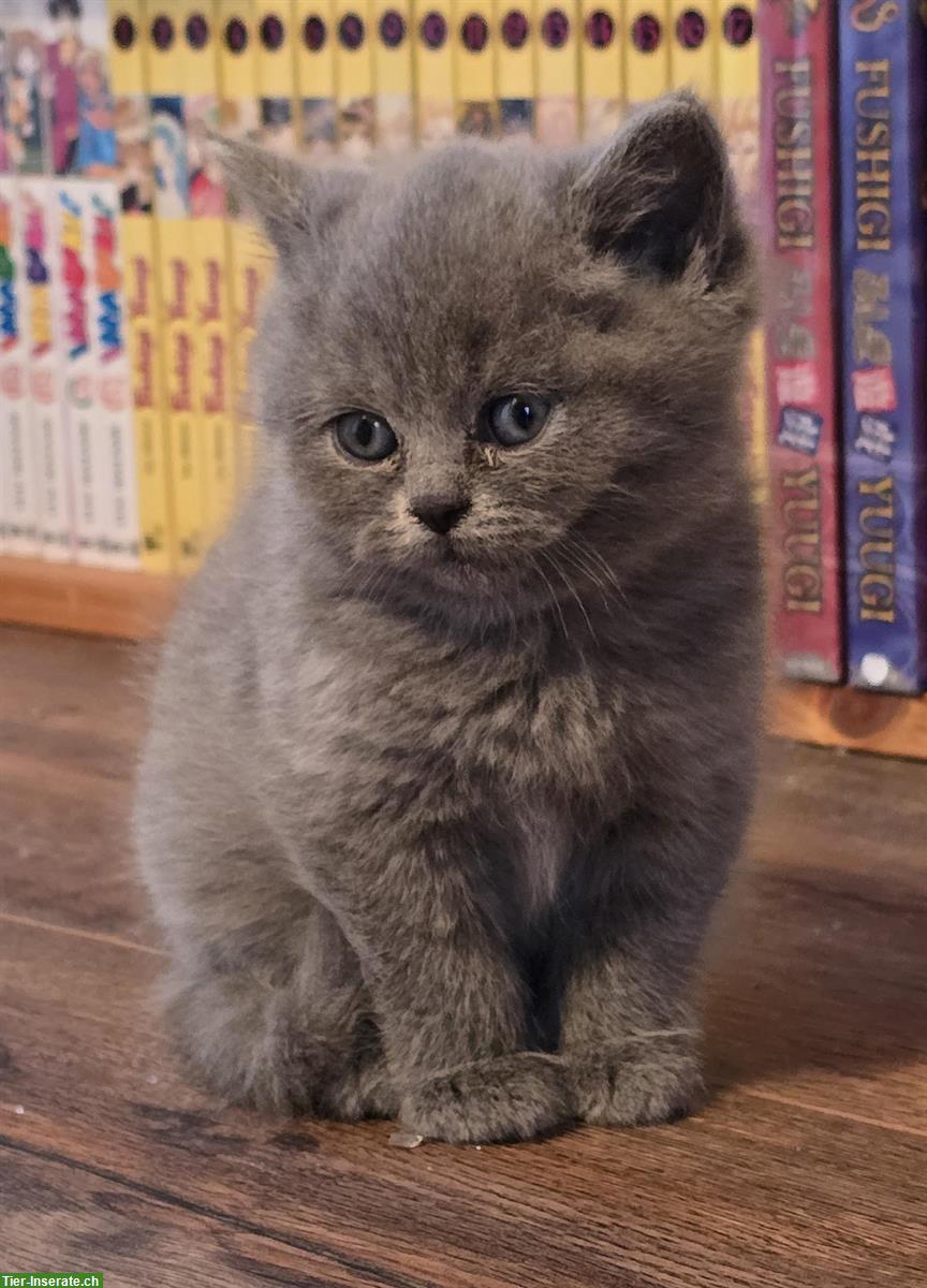 BKH Kitten Nacho & Ninja sucht liebes Zuhause