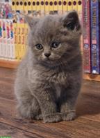 BKH Kitten Nacho & Ninja sucht liebes Zuhause