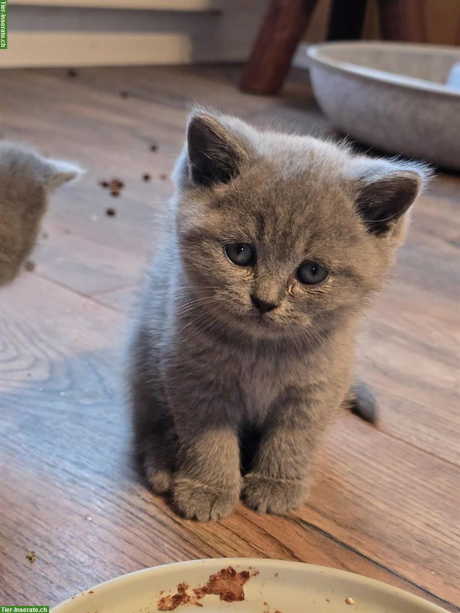 Bild 2: BKH Kitten Nacho & Ninja sucht liebes Zuhause