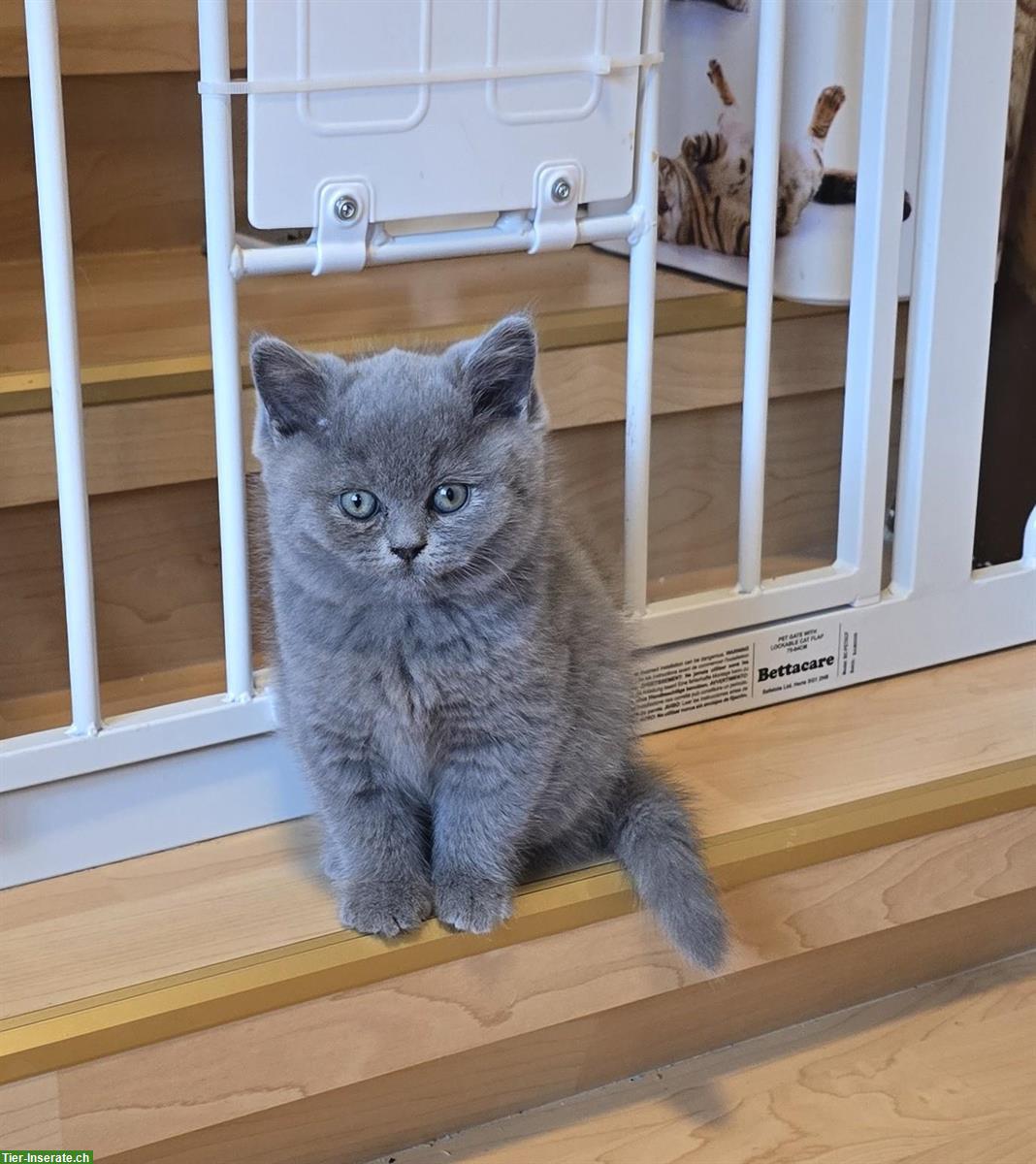 Bild 3: BKH Kitten Nacho & Ninja sucht liebes Zuhause