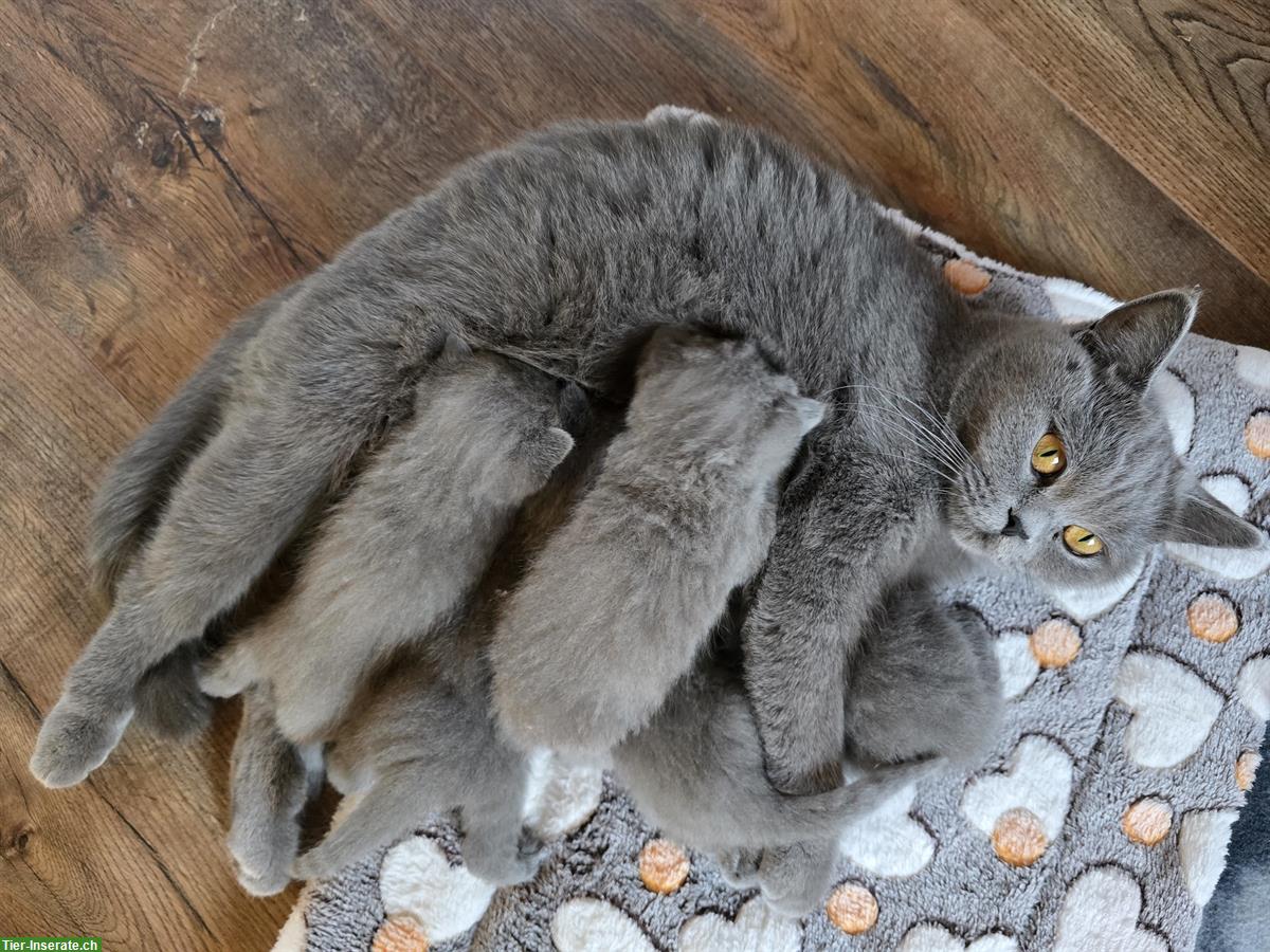 Bild 4: BKH Kitten Nacho & Ninja sucht liebes Zuhause