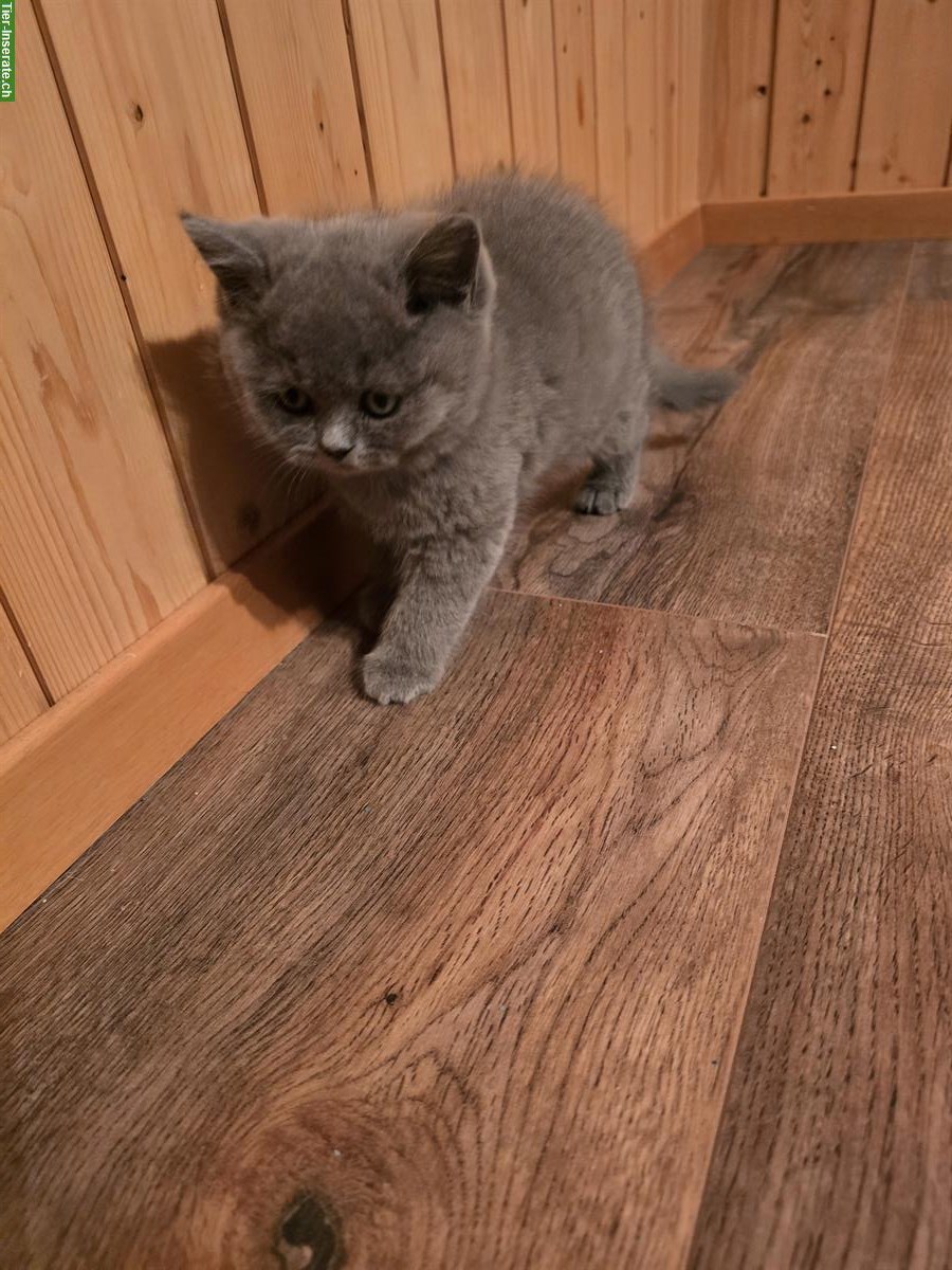 Bild 5: BKH Kitten Nacho & Ninja sucht liebes Zuhause