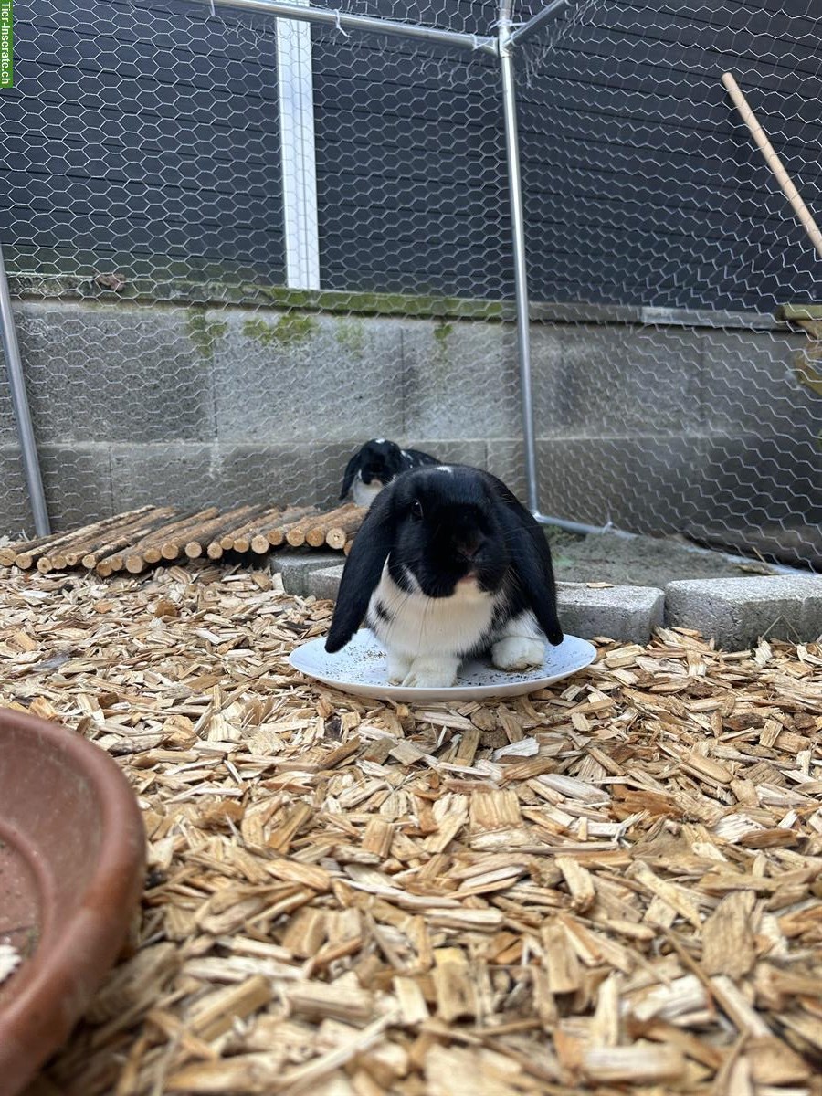 2 Zwergwidder Weibchen suchen zusammen ein liebes Plätzli