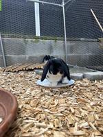 2 Zwergwidder Weibchen suchen zusammen ein liebes Plätzli