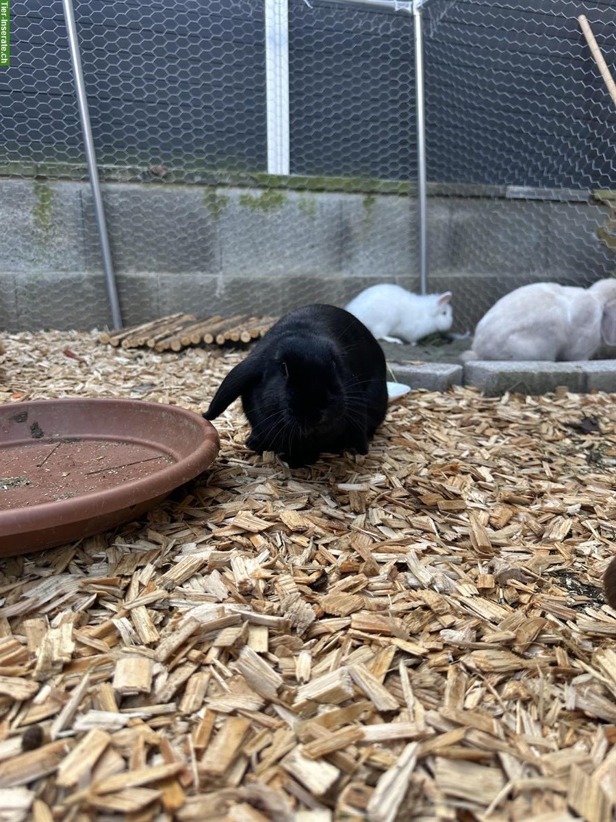 Bild 2: 2 Zwergwidder Weibchen suchen zusammen ein liebes Plätzli