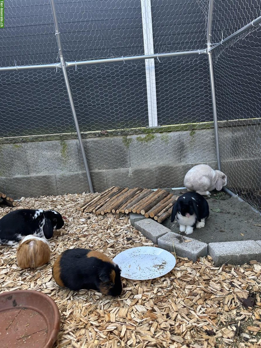 Bild 3: 2 Zwergwidder Weibchen suchen zusammen ein liebes Plätzli