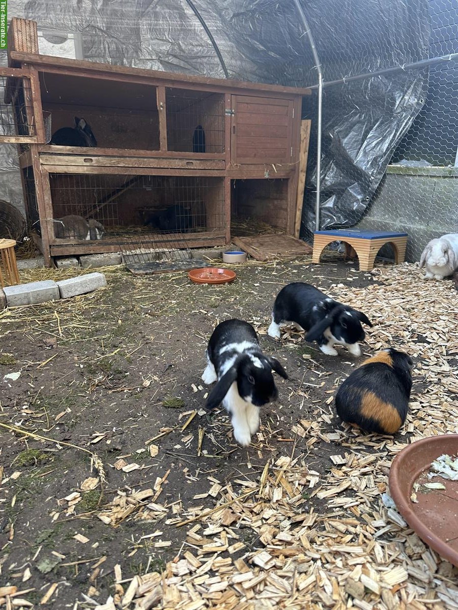 Bild 4: 2 Zwergwidder Weibchen suchen zusammen ein liebes Plätzli