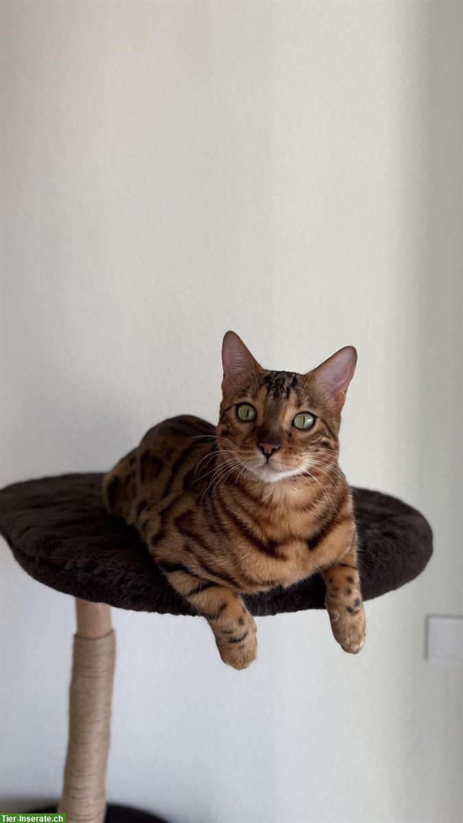 Bengalkatze sucht ruhiges Zuhause mit Zeit & Geduld