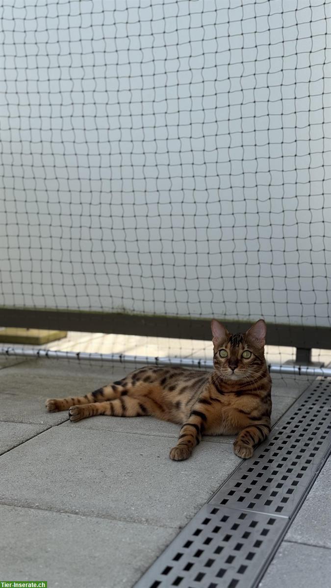 Bild 2: Bengalkatze sucht ruhiges Zuhause mit Zeit & Geduld