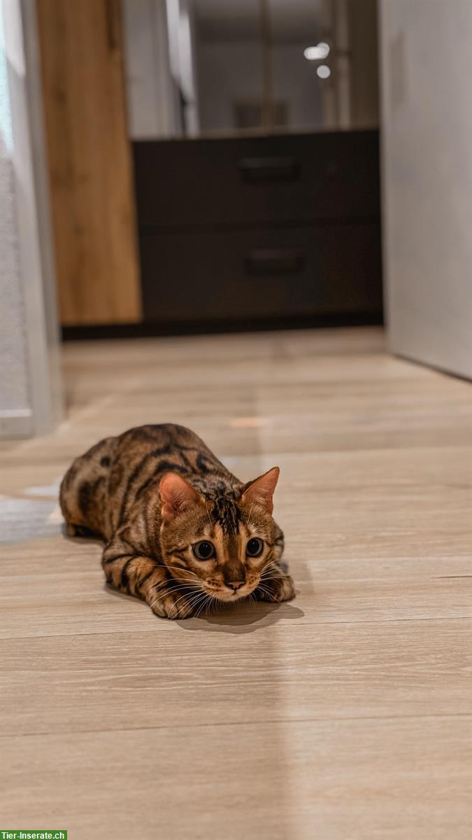 Bild 3: Bengalkatze sucht ruhiges Zuhause mit Zeit & Geduld