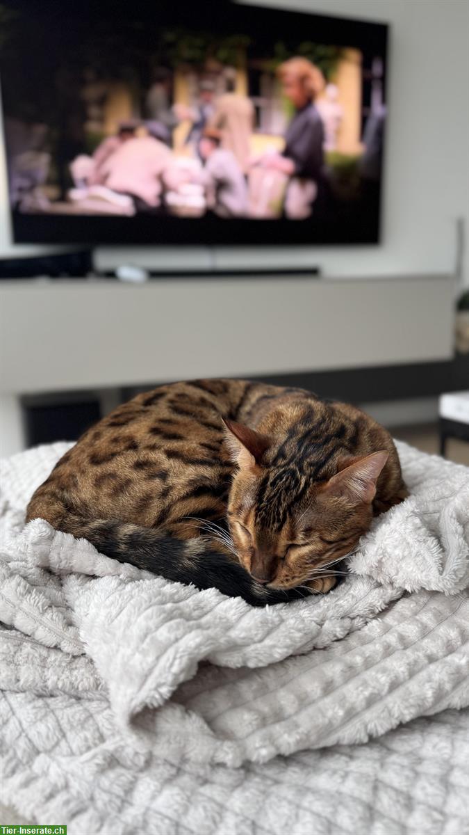 Bild 4: Bengalkatze sucht ruhiges Zuhause mit Zeit & Geduld