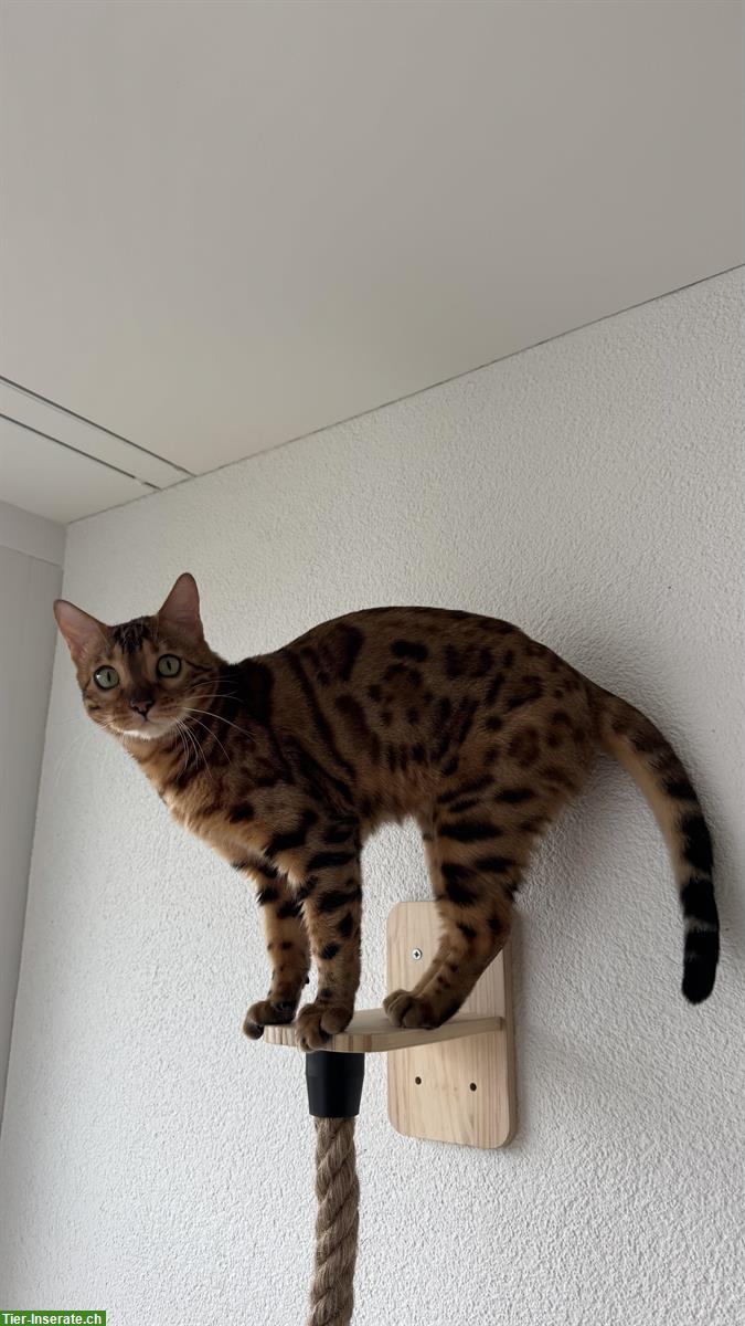 Bild 6: Bengalkatze sucht ruhiges Zuhause mit Zeit & Geduld