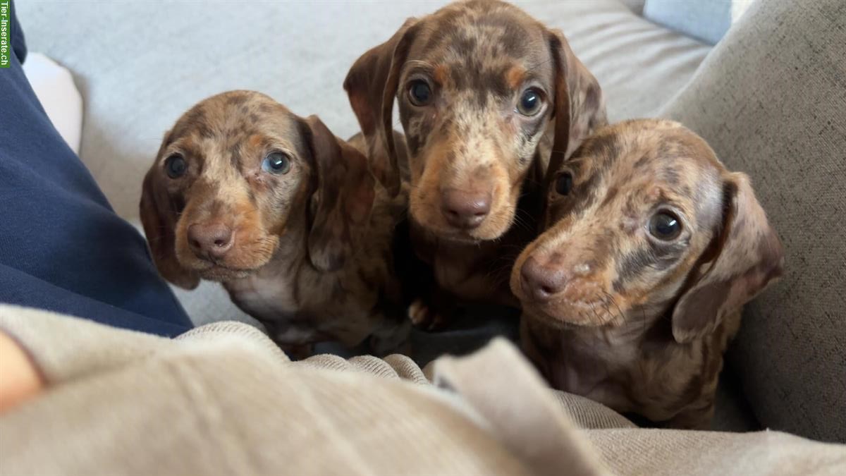 Zwergdackel/Kaninchendackel Welpen mit Stammbaum