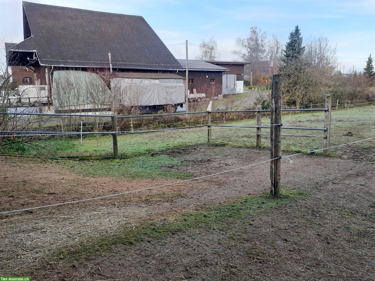 Pferdeauslauf-Umrandung zu verkaufen