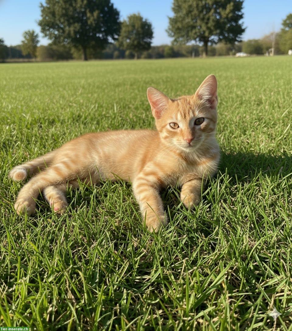 Roter Kater, 4 Monate alt, sehr verschmust