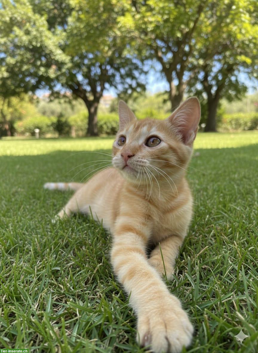 Bild 2: Roter Kater, 4 Monate alt, sehr verschmust