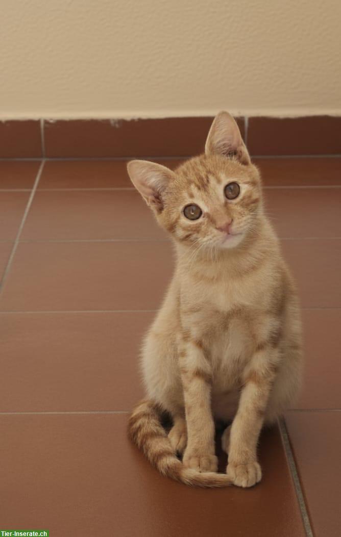 Bild 3: Roter Kater, 4 Monate alt, sehr verschmust