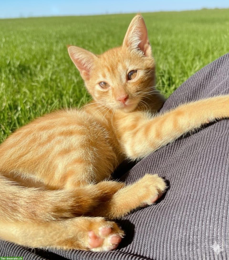 Bild 4: Roter Kater, 4 Monate alt, sehr verschmust