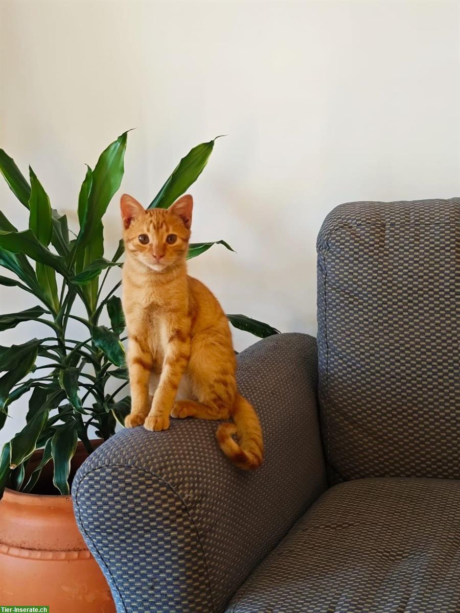 Bild 5: Roter Kater, 4 Monate alt, sehr verschmust