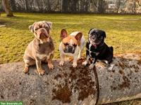 Tolle Tierpension mit Herz & Kompetenz vom Nager bis zum Hund