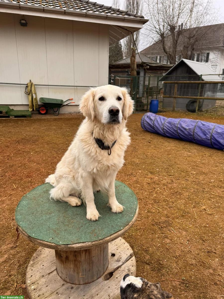 Bild 2: Tolle Tierpension mit Herz & Kompetenz vom Nager bis zum Hund