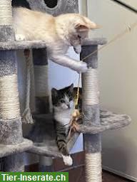 Bild 3: Tolle Tierpension mit Herz & Kompetenz vom Nager bis zum Hund