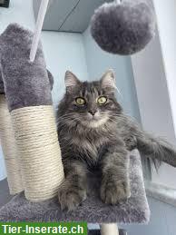 Bild 4: Tolle Tierpension mit Herz & Kompetenz vom Nager bis zum Hund