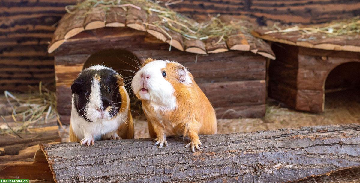 Bild 5: Tolle Tierpension mit Herz & Kompetenz vom Nager bis zum Hund