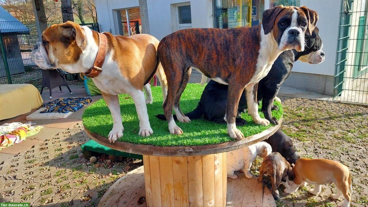Bild 6: Tolle Tierpension mit Herz & Kompetenz vom Nager bis zum Hund