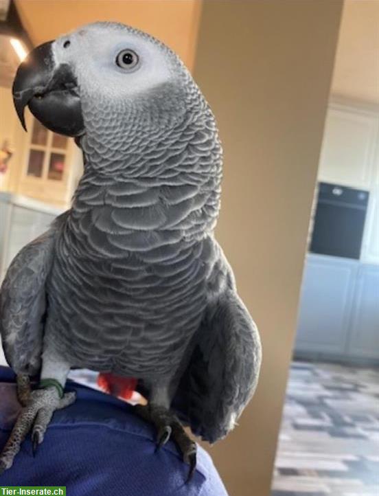 Graupapagei 5-jährig zu verkaufen