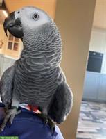 Graupapagei 5-jährig zu verkaufen