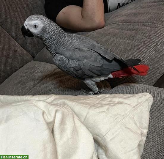 Bild 2: Graupapagei 5-jährig zu verkaufen