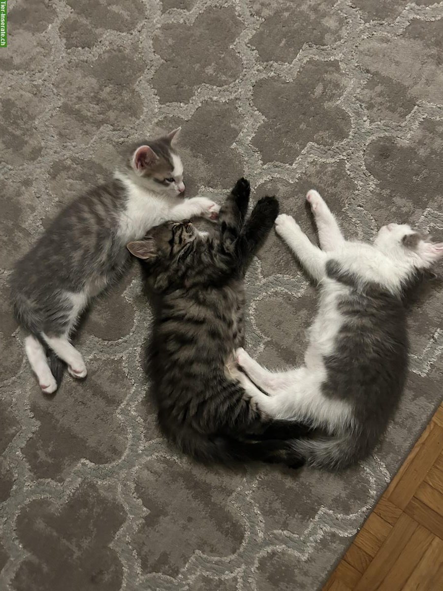 2 süße Katzenbabys 🐱🐱 abzugeben
