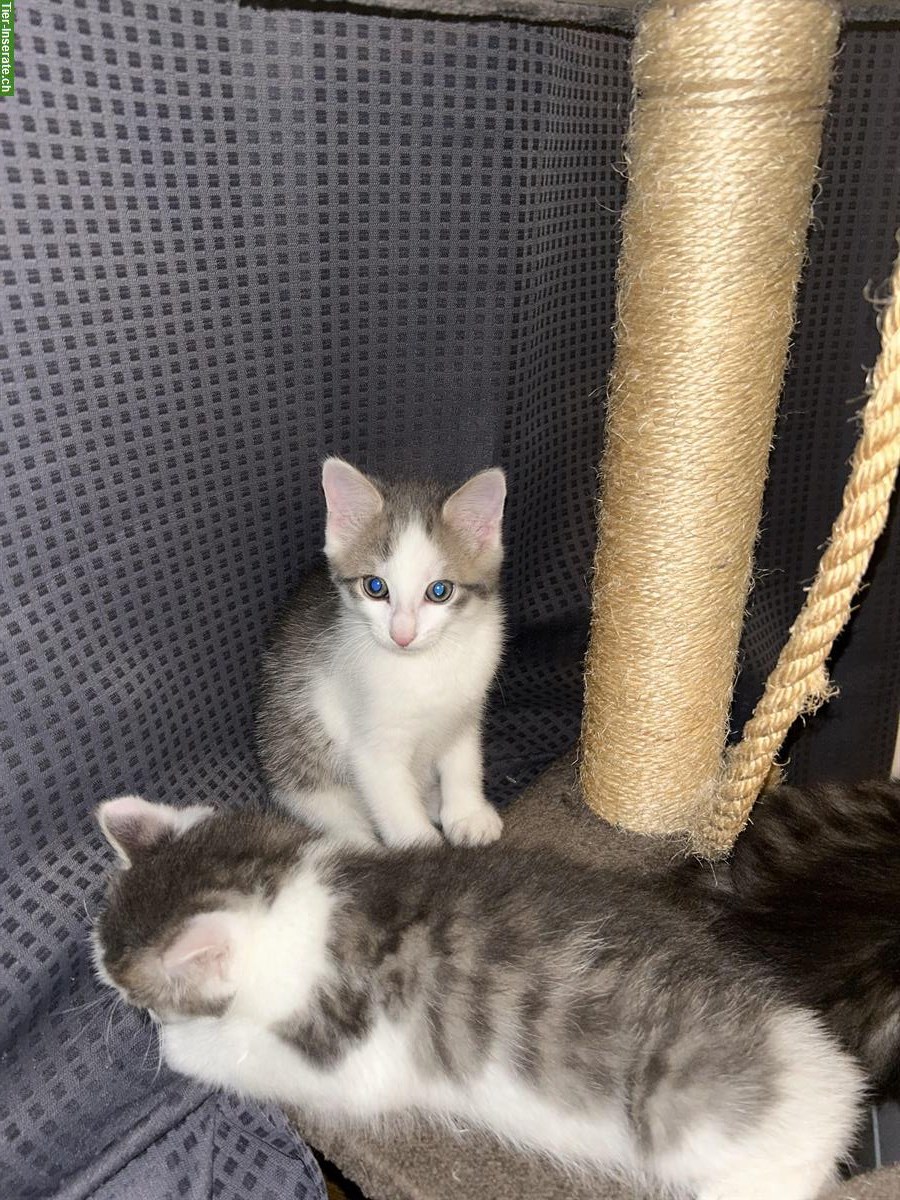 Bild 2: 2 süße Katzenbabys 🐱🐱 abzugeben